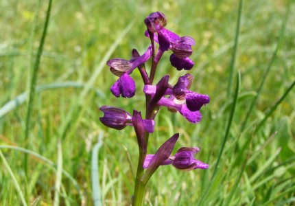 anacamptis_morio_mali_kacun.jpg