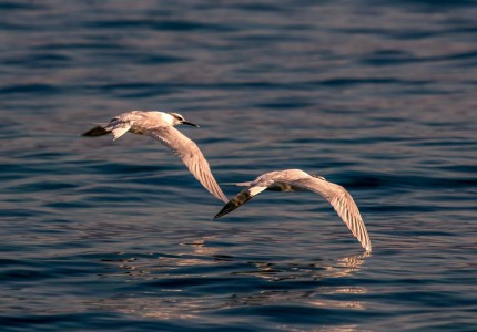 andrej_radalj (1).jpg