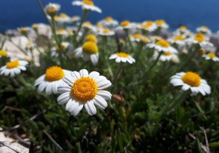 anthemis_tomentosa.jpg