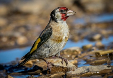 carduelis_carduelis_cesljugar_andrej_radalj.jpg