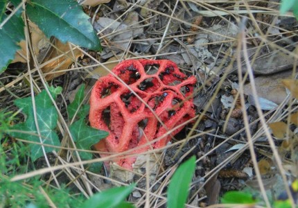 clathrus_ruber.jpg
