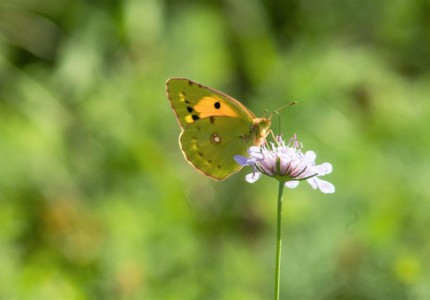 colias_croceus.jpg