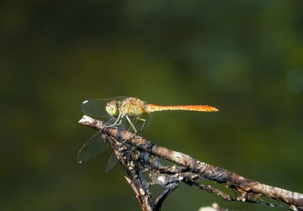 sympetrum_sanguineum.jpg